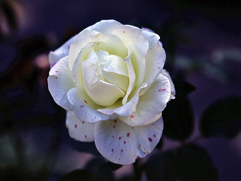 rose-071.jpg