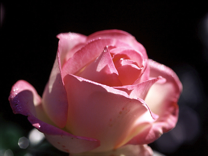 rose-1.jpg