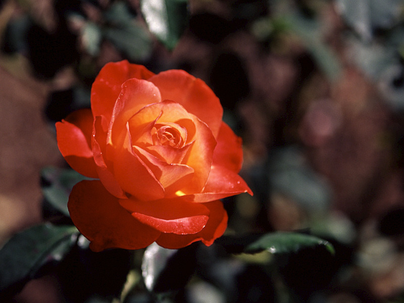 rose-121.jpg