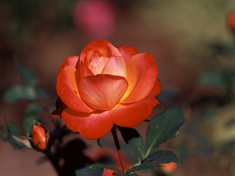 rose-122.jpg