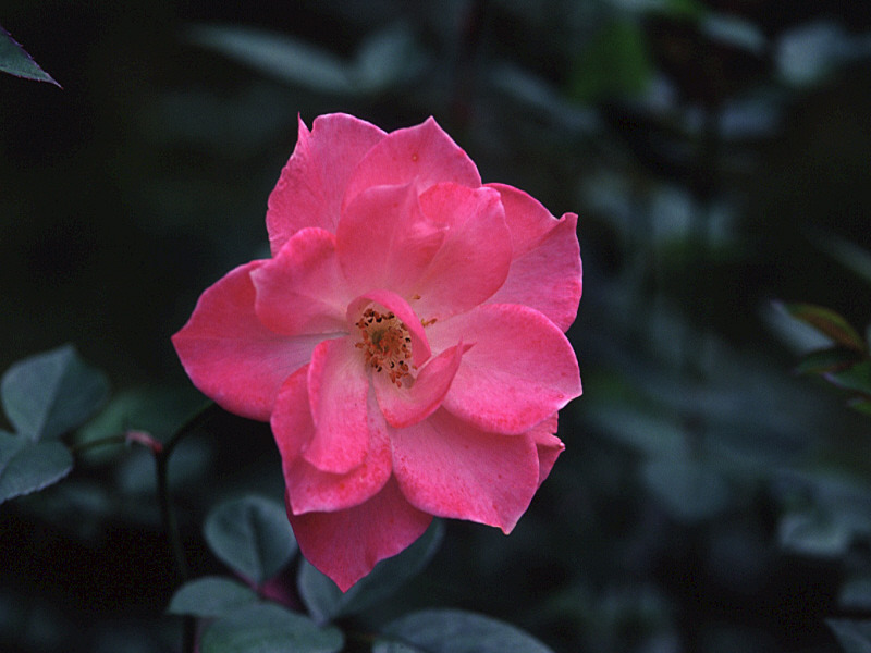 rose-14.jpg