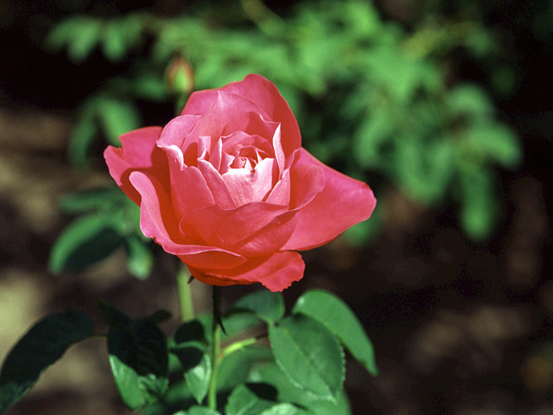 rose-15.jpg