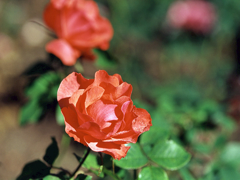 rose-6.jpg