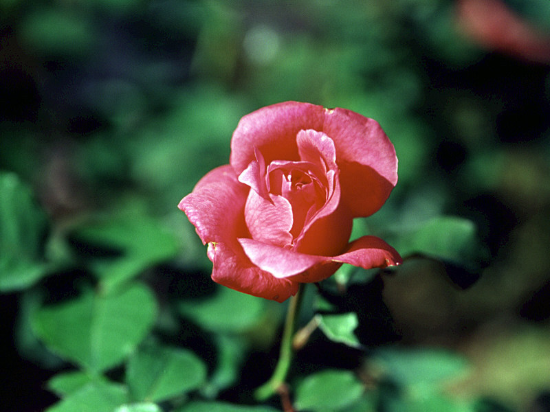 rose-8.jpg