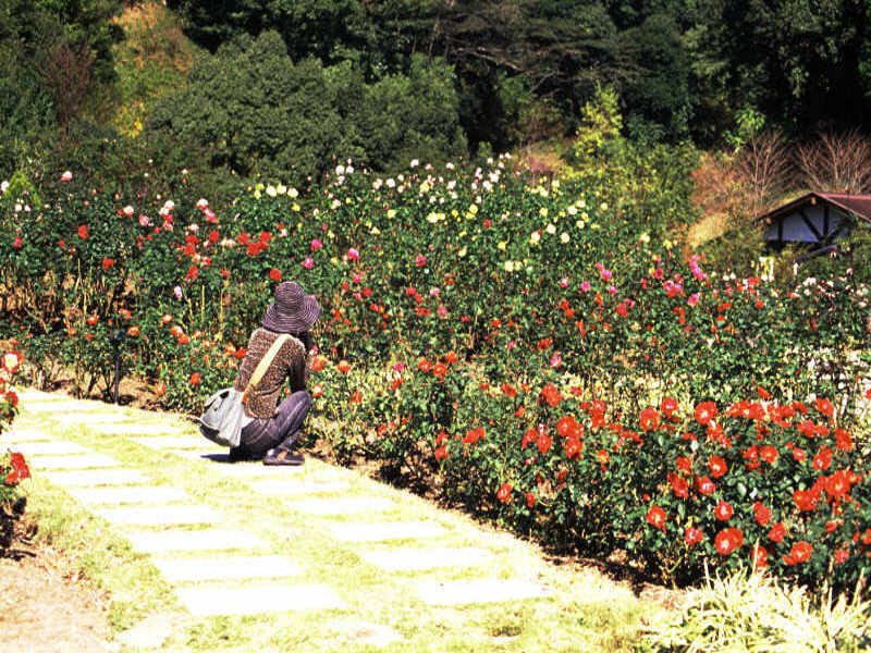 rose garden-1.jpg